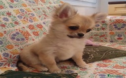 Chihuahua cani in vendita: Chihuahua maschio a pelo lungo con Pedegree Enci  - Annuncio 6