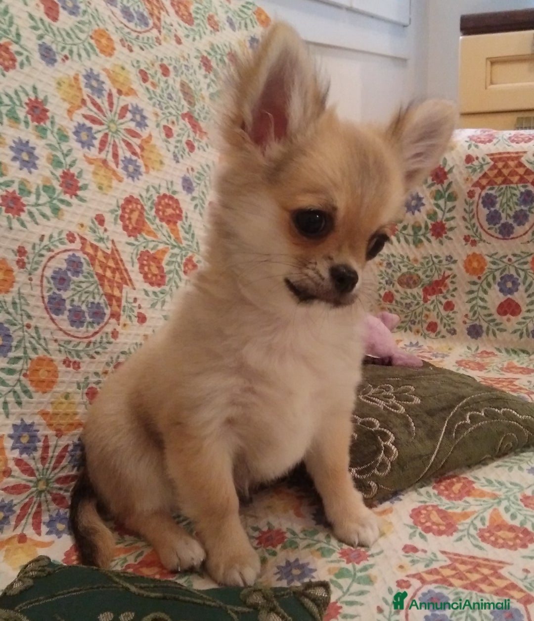 Chihuahua cani in vendita: Chihuahua maschio a pelo lungo con Pedegree Enci  - Annuncio 6