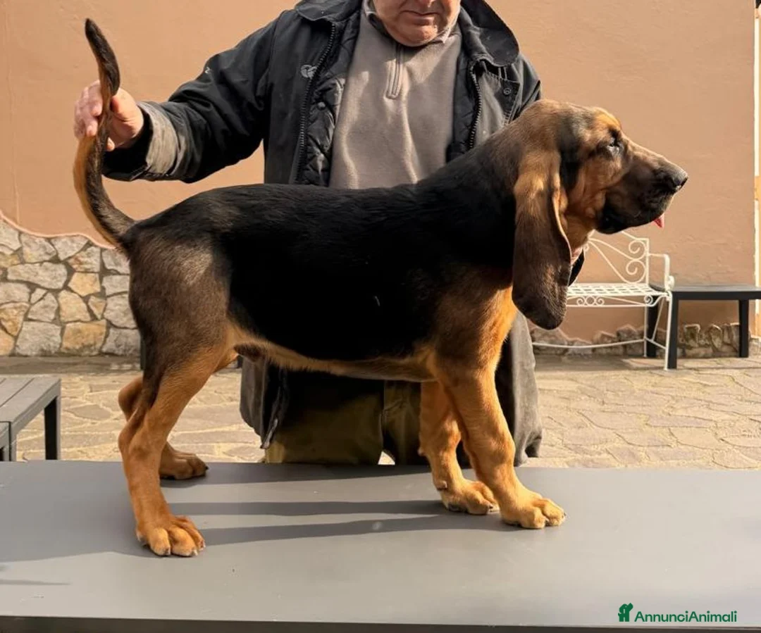 Bloodhound cani in vendita: Cucciolo maschio di bloodhound  a Città metropolitana di Roma Capitale - Annuncio 1