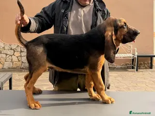 Bloodhound cani Cucciolo maschio di bloodhound - Annuncio 12