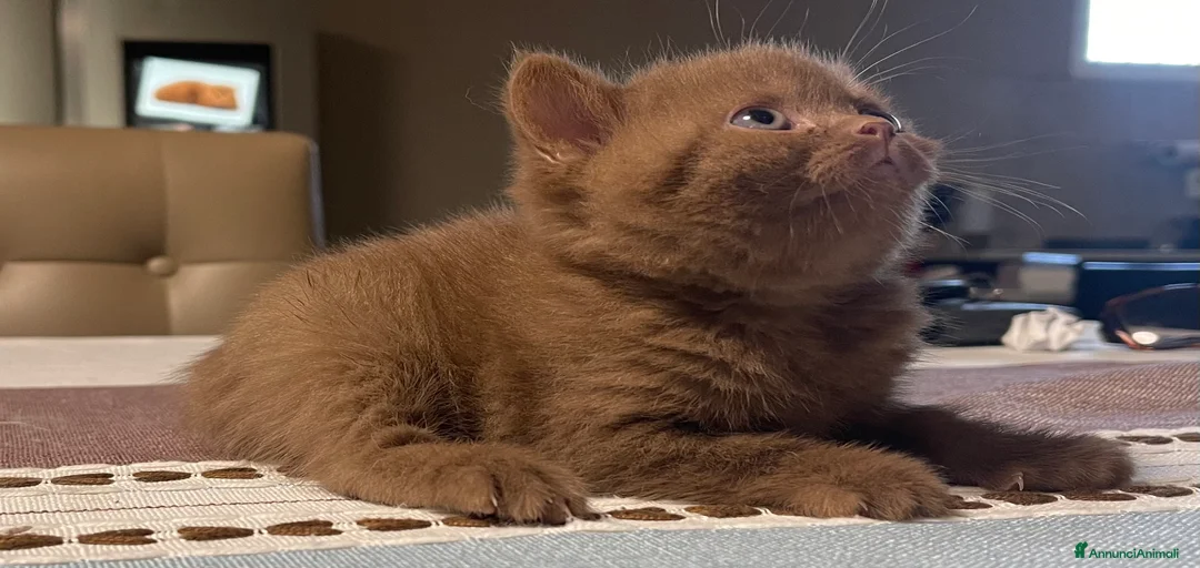 Immagine della galleria {{count}}