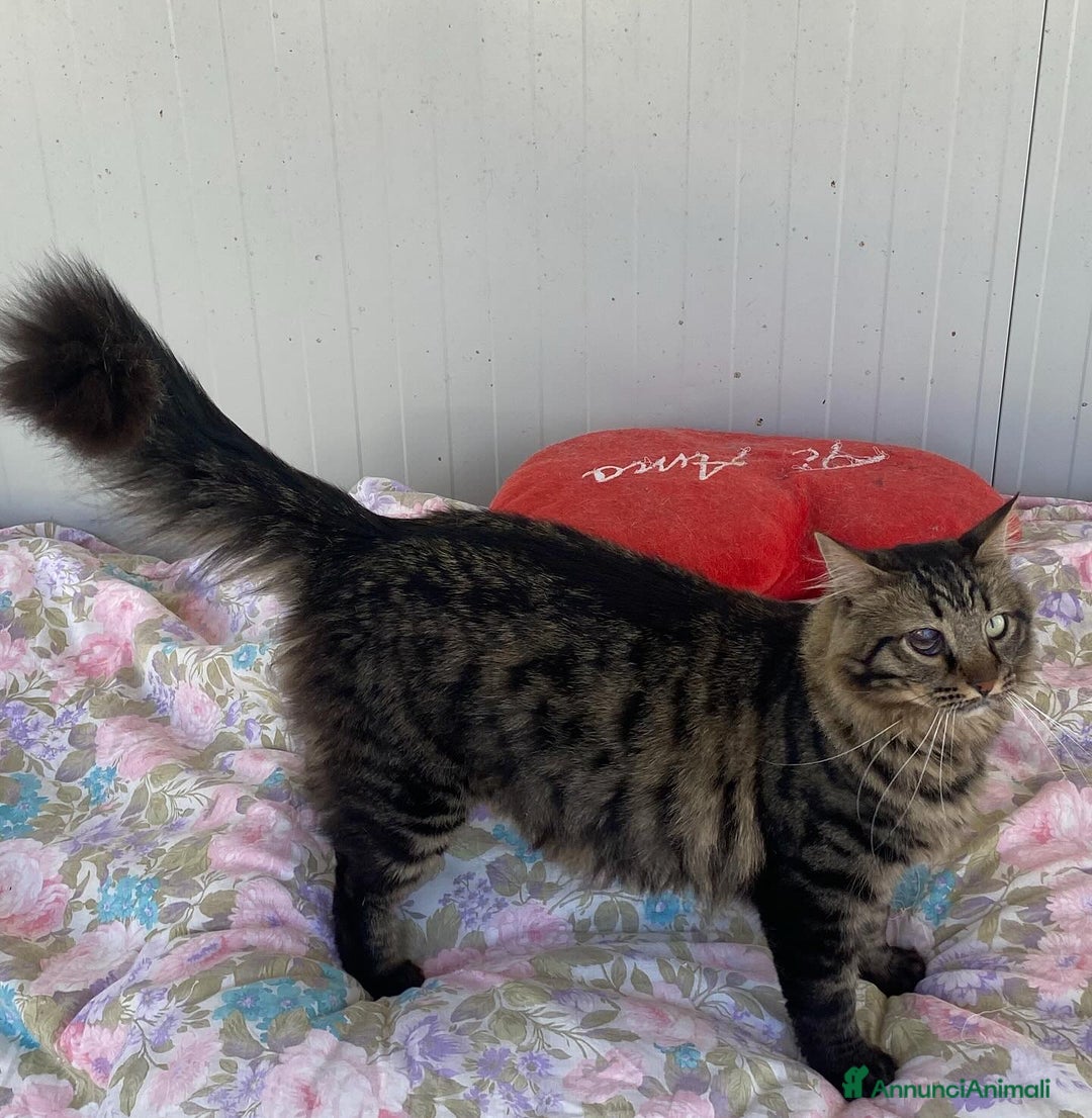 Europeo gatti in regalo: MAINE micione dolce e socievole cerca casa a Provincia di Latina - Annuncio 5