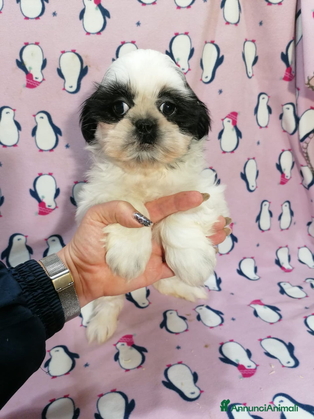 Shih Tzu cani in vendita: Shih Tzu cuccioli piccoli - Annuncio 5