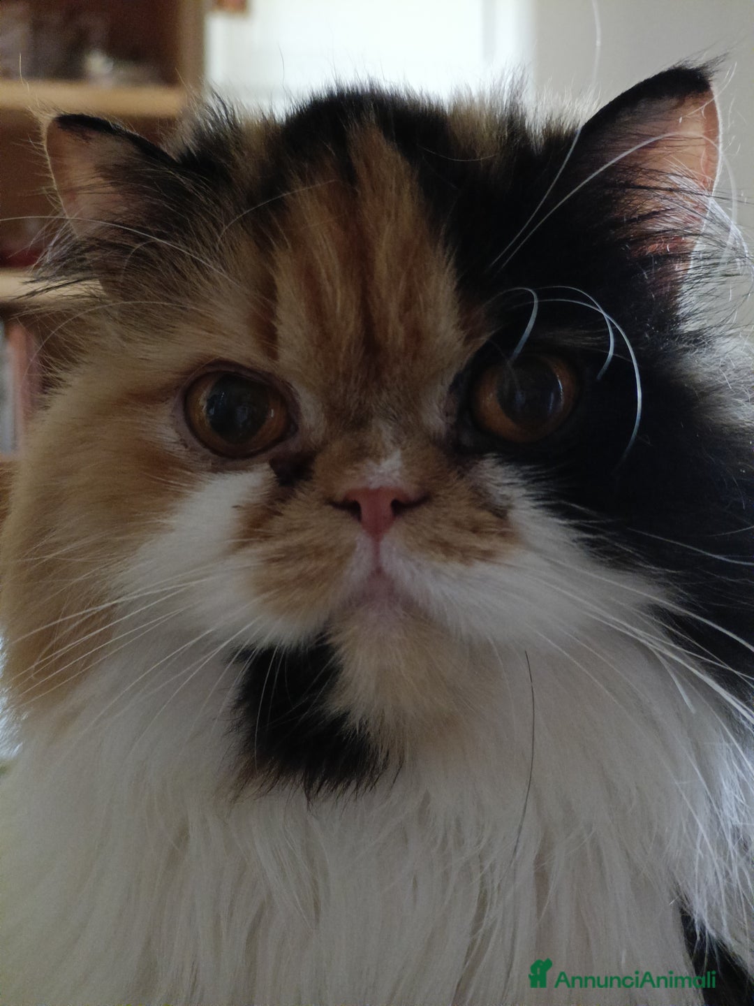 Persiano gatti per accoppiamento: Sun cerca fidanzato - Annuncio 3