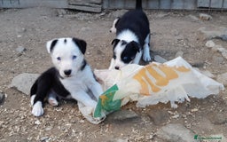 Border Collie cani in vendita: Cuccioli Border collie linea da lavoro  a Provincia di Modena - Immagine 19