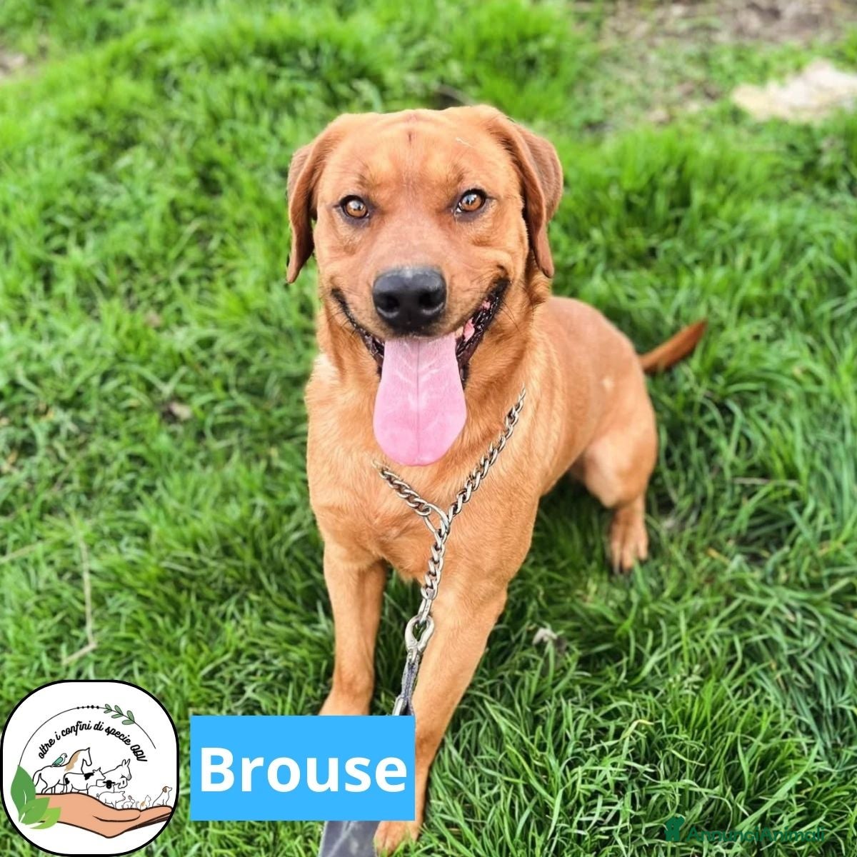 Meticcio cani BROUSE 2 anni mix labrador pitt cerca casa a Provincia di Latina - Annuncio 35