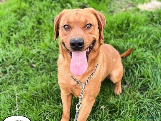 Meticcio cani BROUSE 2 anni mix labrador pitt cerca casa a Provincia di Latina - Annuncio 31