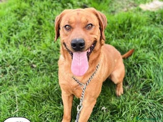 Meticcio cani BROUSE 2 anni mix labrador pitt cerca casa a Provincia di Latina - Annuncio 1