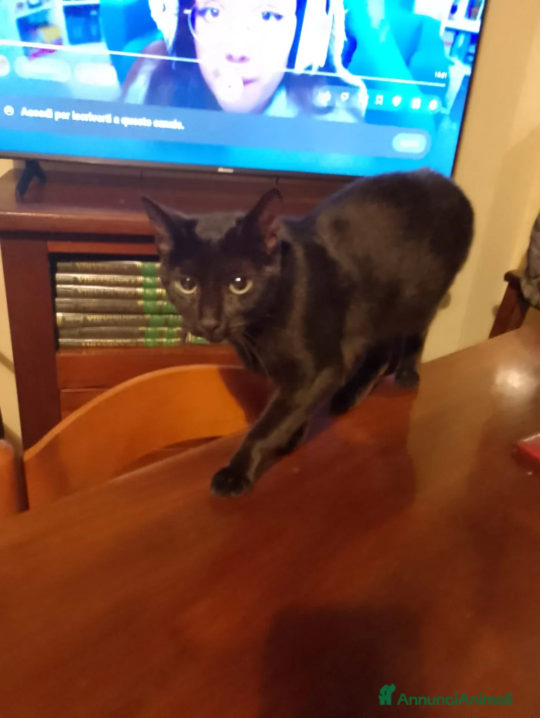 Meticcio gatti in regalo: Regalo gatto nero di 10 mesi - Annuncio 1