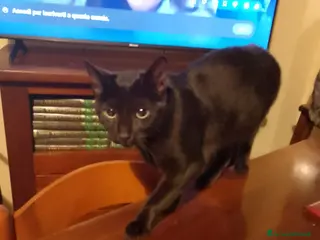 Meticcio gatti Regalo gatto nero di 10 mesi - Annuncio 1