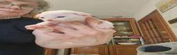 Devon Rex gatti in vendita: Cuccioli devon rex.  - Annuncio 2