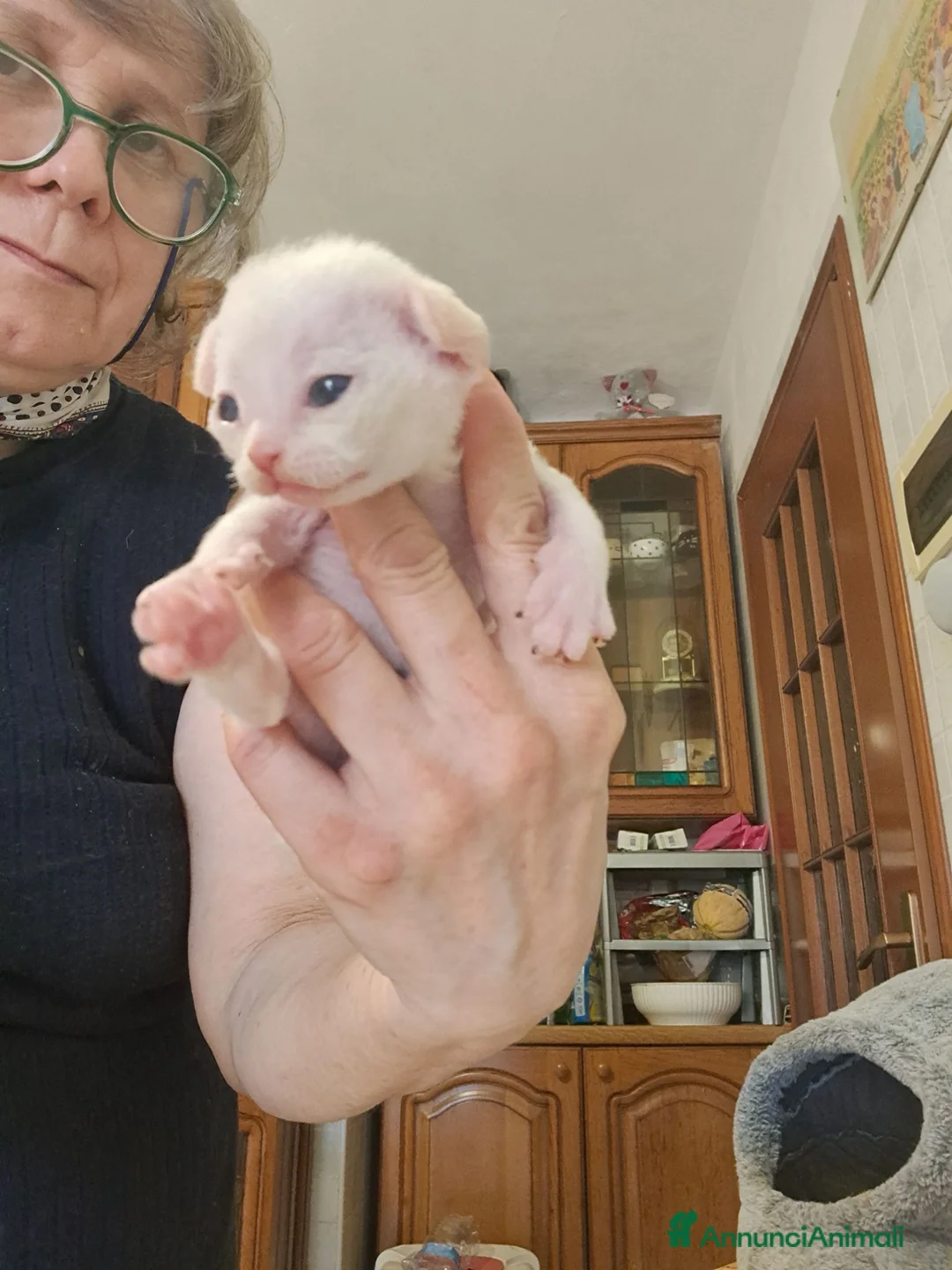 Devon Rex gatti in vendita: Cuccioli devon rex.  - Annuncio 2