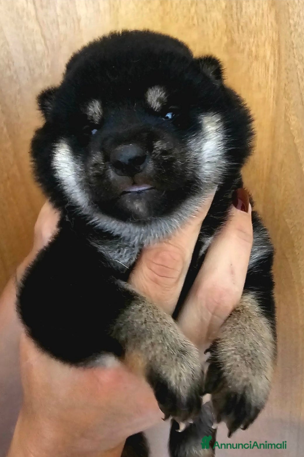 Shiba Inu cani Shiba inu  - Annuncio 3