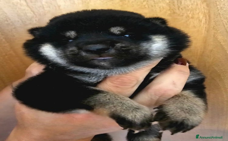 Shiba Inu cani - Annuncio 1