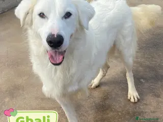 Meticcio cani GHALI splendido cagnolino tripode in adozione - Annuncio 13