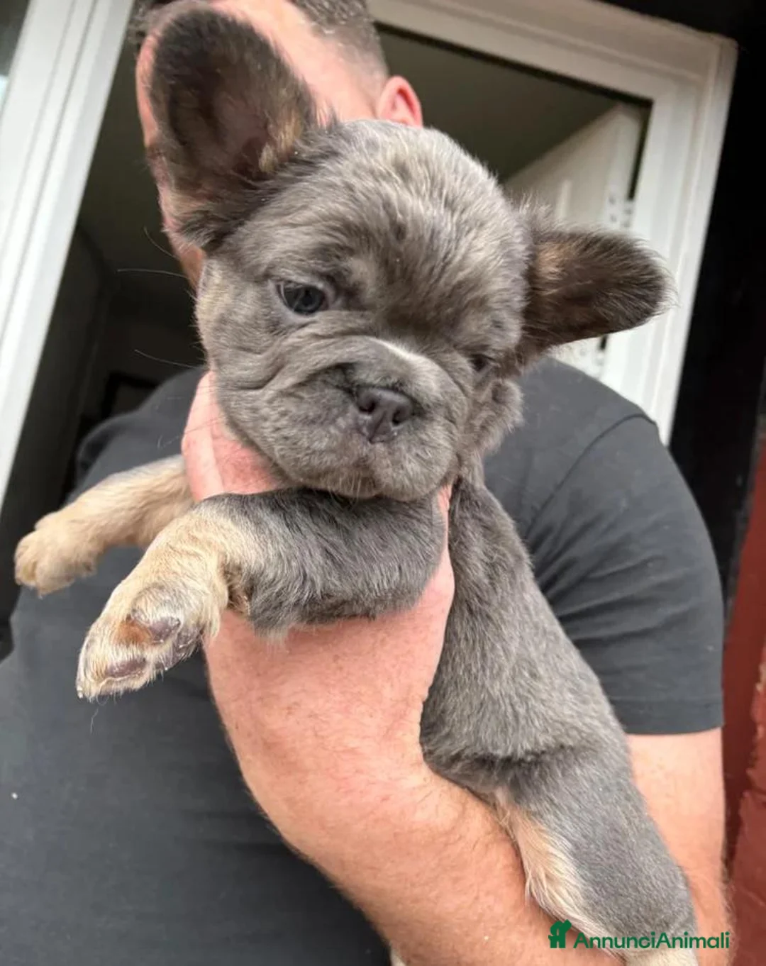 Bulldog Francese cani in vendita: Splendidi cuccioli di Bulldog francese a Città metropolitana di Milano - Annuncio 2
