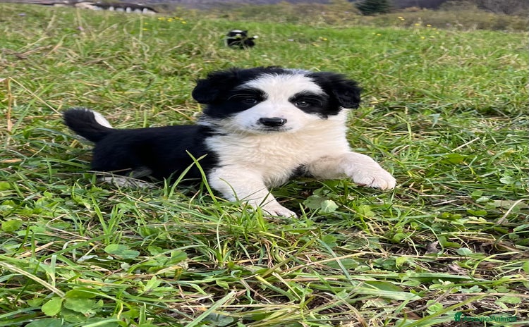 Border Collie cani - Annuncio 1