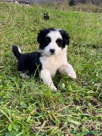Border Collie cani Cuccioli border collie - Annuncio 1