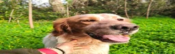 Setter Inglese cani in regalo: Bijou cerca casa 🏡 - Annuncio 2