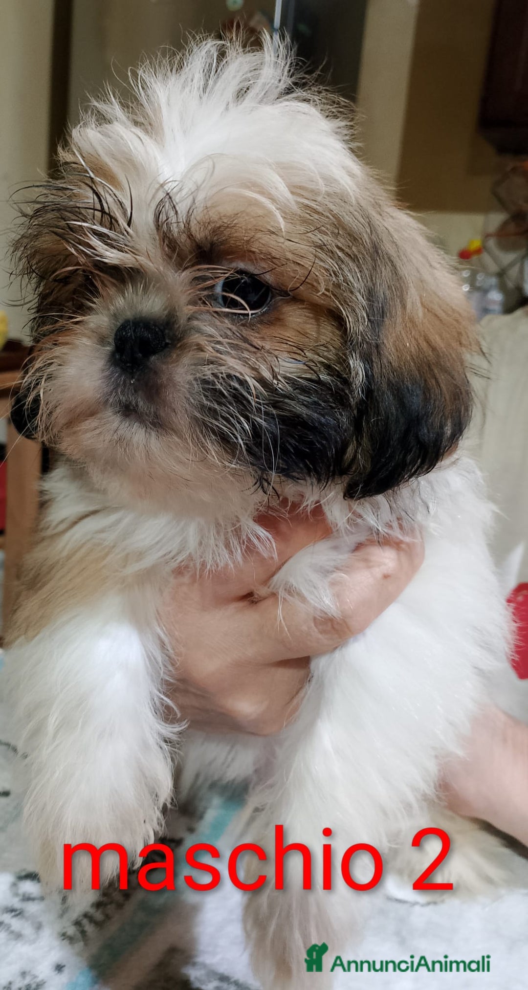 Shih Tzu cani in vendita: Cuccioli di shitzu  - Annuncio 5