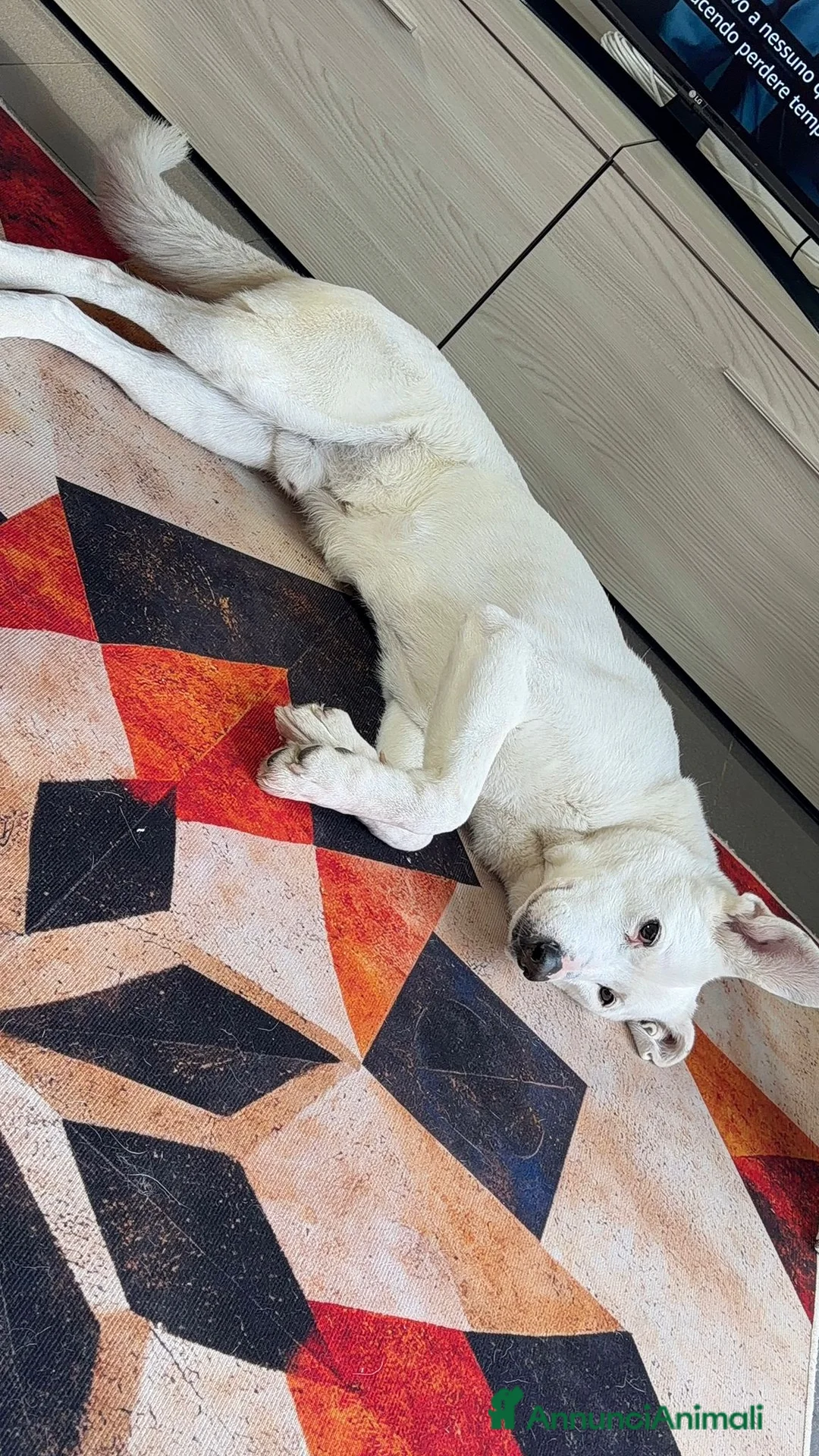 Meticcio cani in regalo: CAGNOLINO ANZIANO a Provincia di Piacenza - Annuncio 4