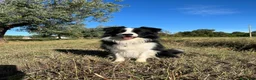 Border Collie cani per accoppiamento: Maschio disponibile per monte - Annuncio 3
