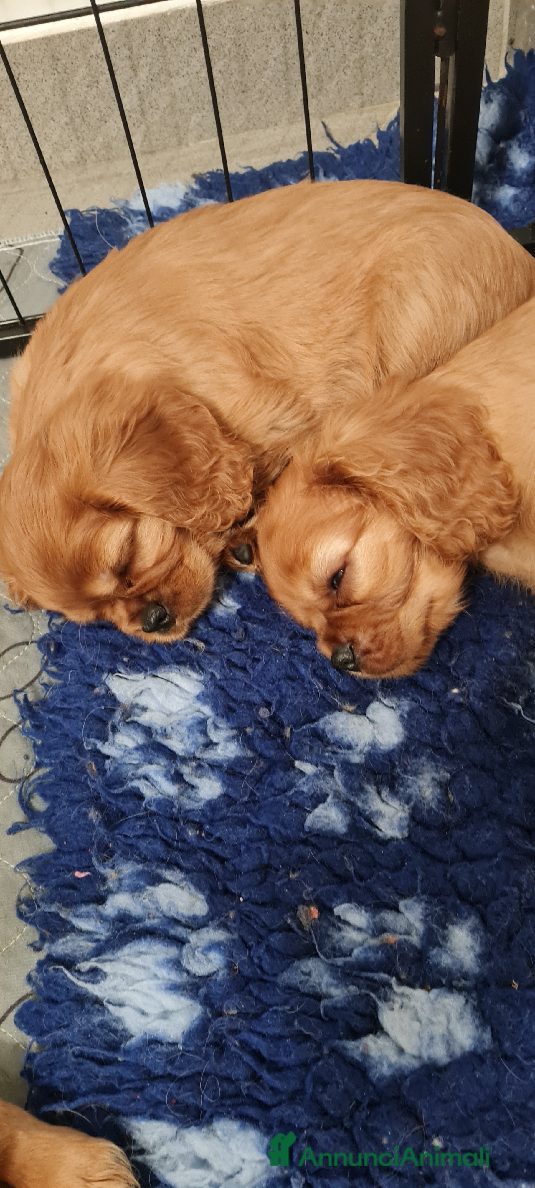 Cavalier King cani Allevamento Cavalier King Charles Spaniel ENCI  - Annuncio 4