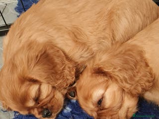 Cavalier King cani Allevamento Cavalier King Charles Spaniel ENCI - Annuncio 20