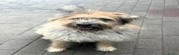 Meticcio cani in regalo: SPANK SPERA DI TROVARE UNA CASA - Annuncio 5