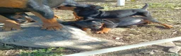 Pinscher Miniatura cani in vendita: Pinscher Nano Femmine - Annuncio 14
