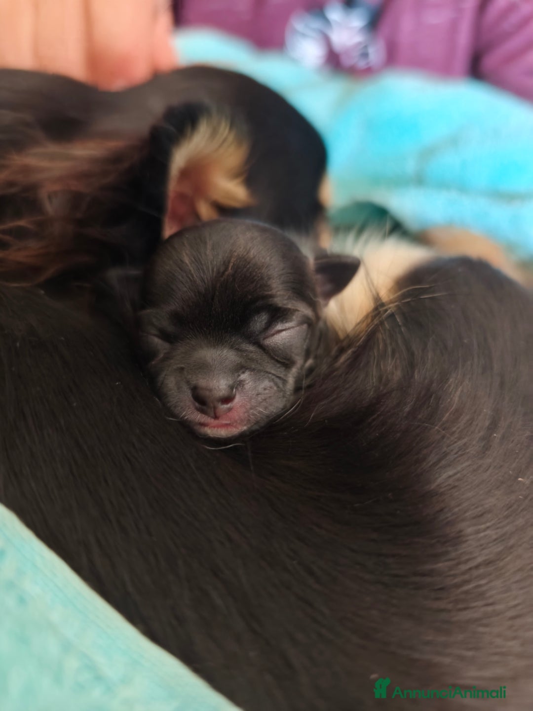 Immagine della galleria {{count}}