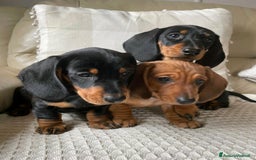 Bassotto cani in vendita: Cuccioli di Bassotto pronti a Provincia di Perugia - Immagine 9