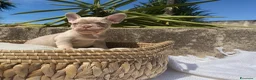 Bulldog Francese cani in vendita: Splendidi cuccioli Bulldog Francese a Provincia di Taranto - Annuncio 3