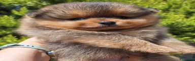 Volpino Pomerania 1