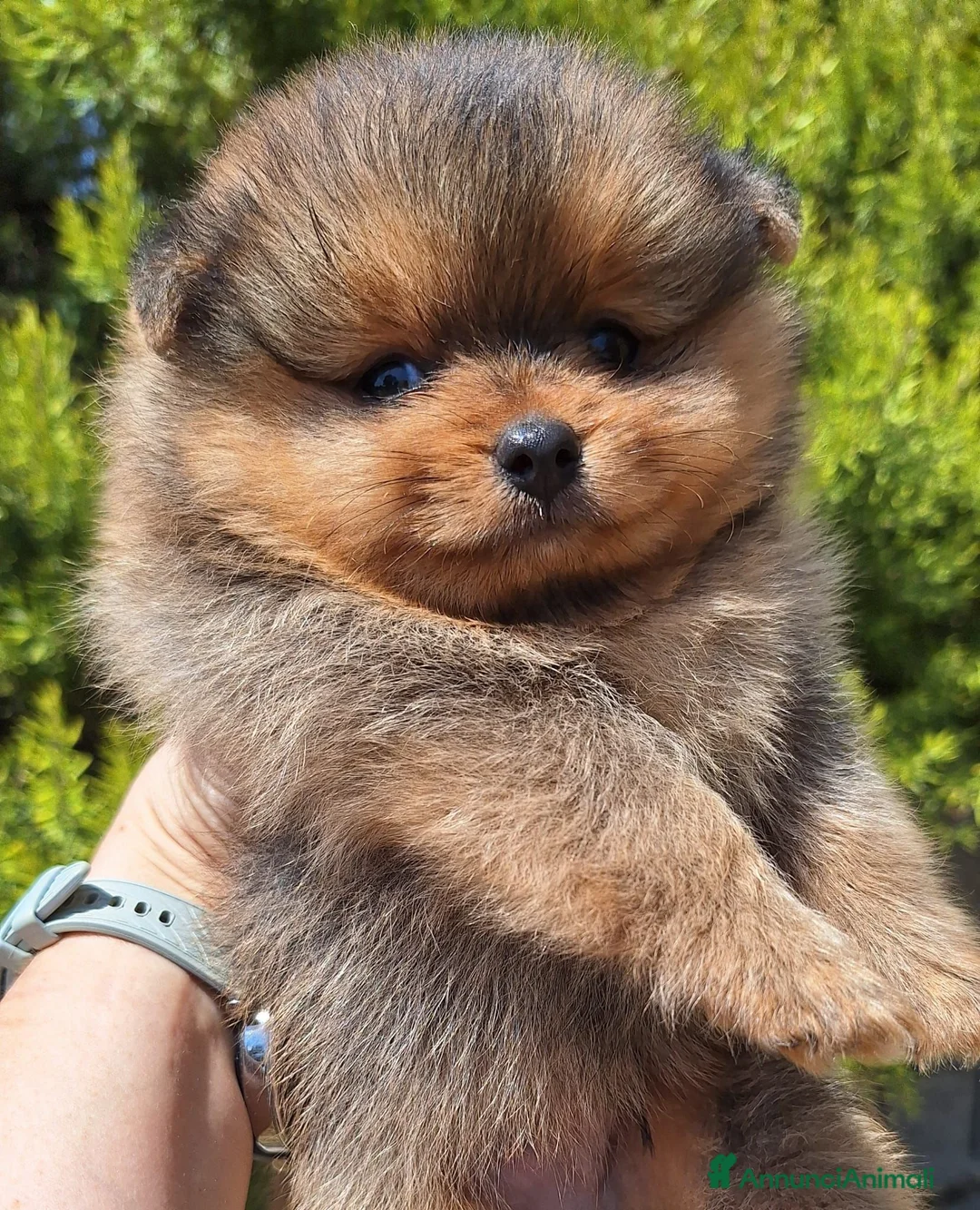 Volpino Pomerania cani in vendita: Cuccioli di Spitz Tedesco Nano (Pomerania) - Annuncio 10