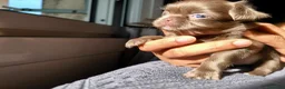 Chihuahua cani in vendita: Cuccioli di chihuahua a pelo lungo Lilac e Blu  - Annuncio 3