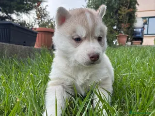 Husky cani cuccioli di husky originali - Annuncio 1