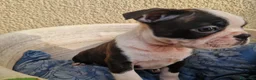 Boston Terrier cani in vendita: Disponibile ultimo cucciolo di Boston terrier  - Annuncio 2