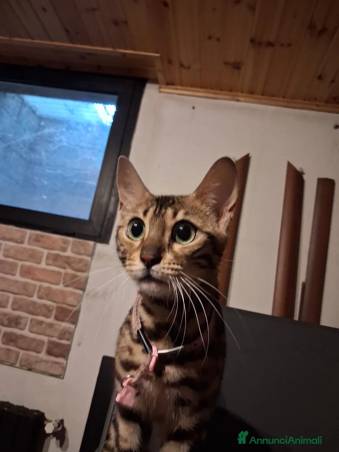 Bengala gatti in vendita: Gatta Bengala  - Annuncio 2