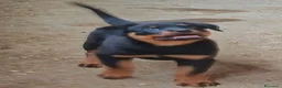 Rottweiler cani in vendita: Disponibili cuccioli Rottweiler  - Annuncio 5