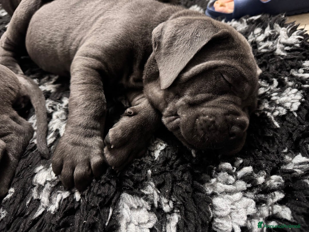 Cane Corso cani in vendita: Cane corso - Annuncio 9
