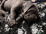 Cane Corso Cucciolo 5