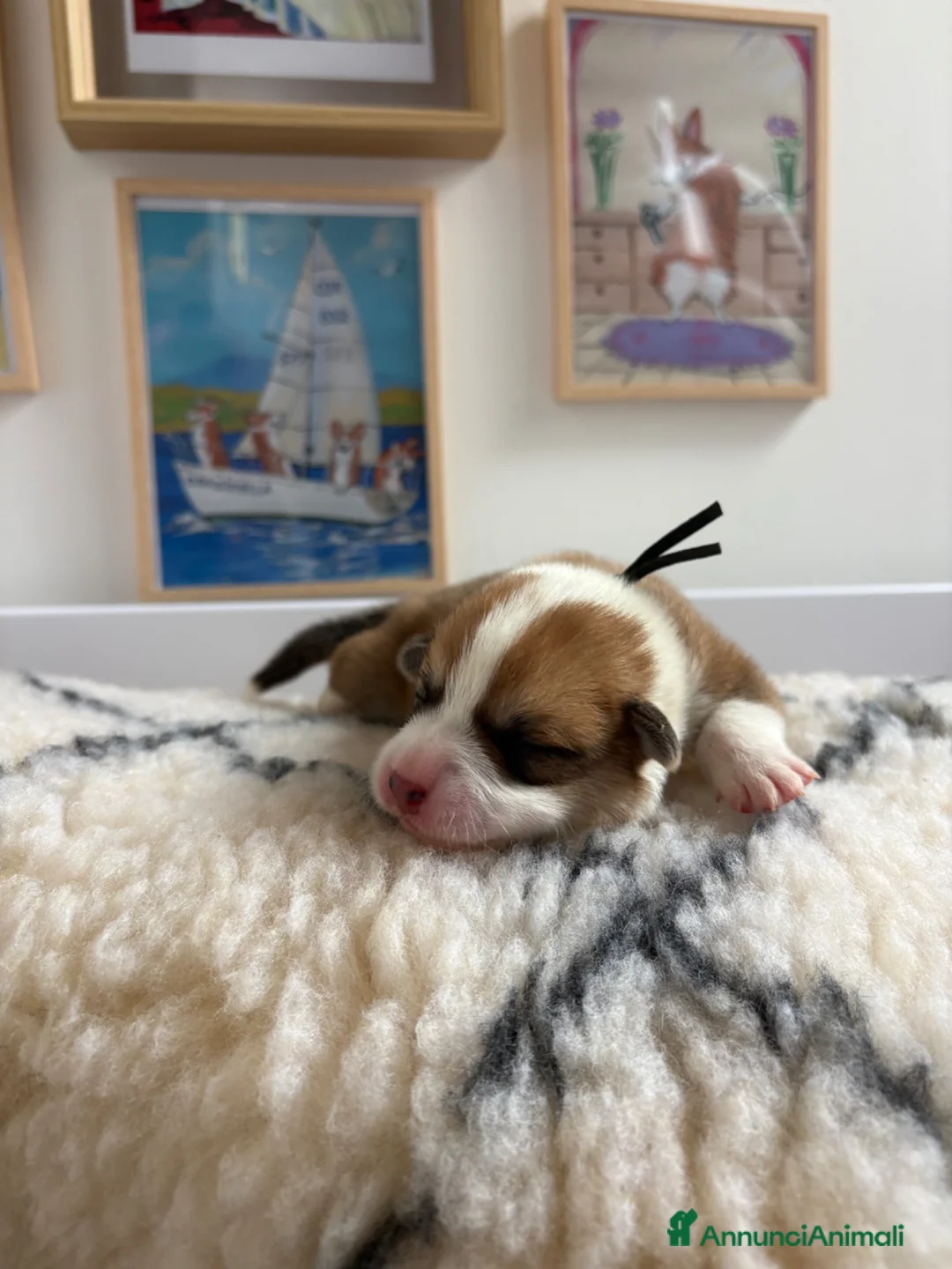 Corgi Pembroke cani in vendita: Cucciolata corgi Pembroke nata il 30-05-2026 - Annuncio 2