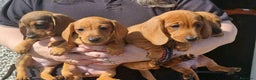 Bassotto cani in vendita: Cuccioli di Bassotto Nano a Città metropolitana di Roma Capitale - Annuncio 1
