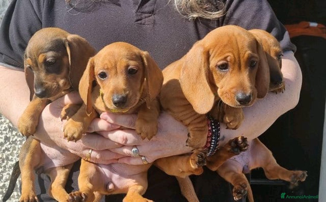Bassotto cani in vendita: Cuccioli di Bassotto Nano a Città metropolitana di Roma Capitale - Immagine 1