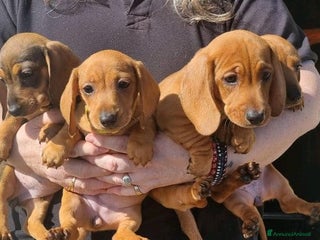 Bassotto cani Cuccioli di Bassotto Nano a Città metropolitana di Roma Capitale - Annuncio 26