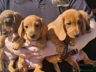 Bassotto cani Cuccioli di Bassotto Nano a Città metropolitana di Roma Capitale - Annuncio 29