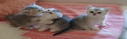 Scottish gatti in vendita: Cuccioli Straight/Fold  - Annuncio 16
