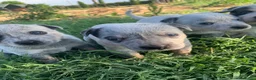 Australian Cattledog cani in vendita: Splendidi cuccioli di Australian Cattle Dog  a Provincia di Rimini - Annuncio 11
