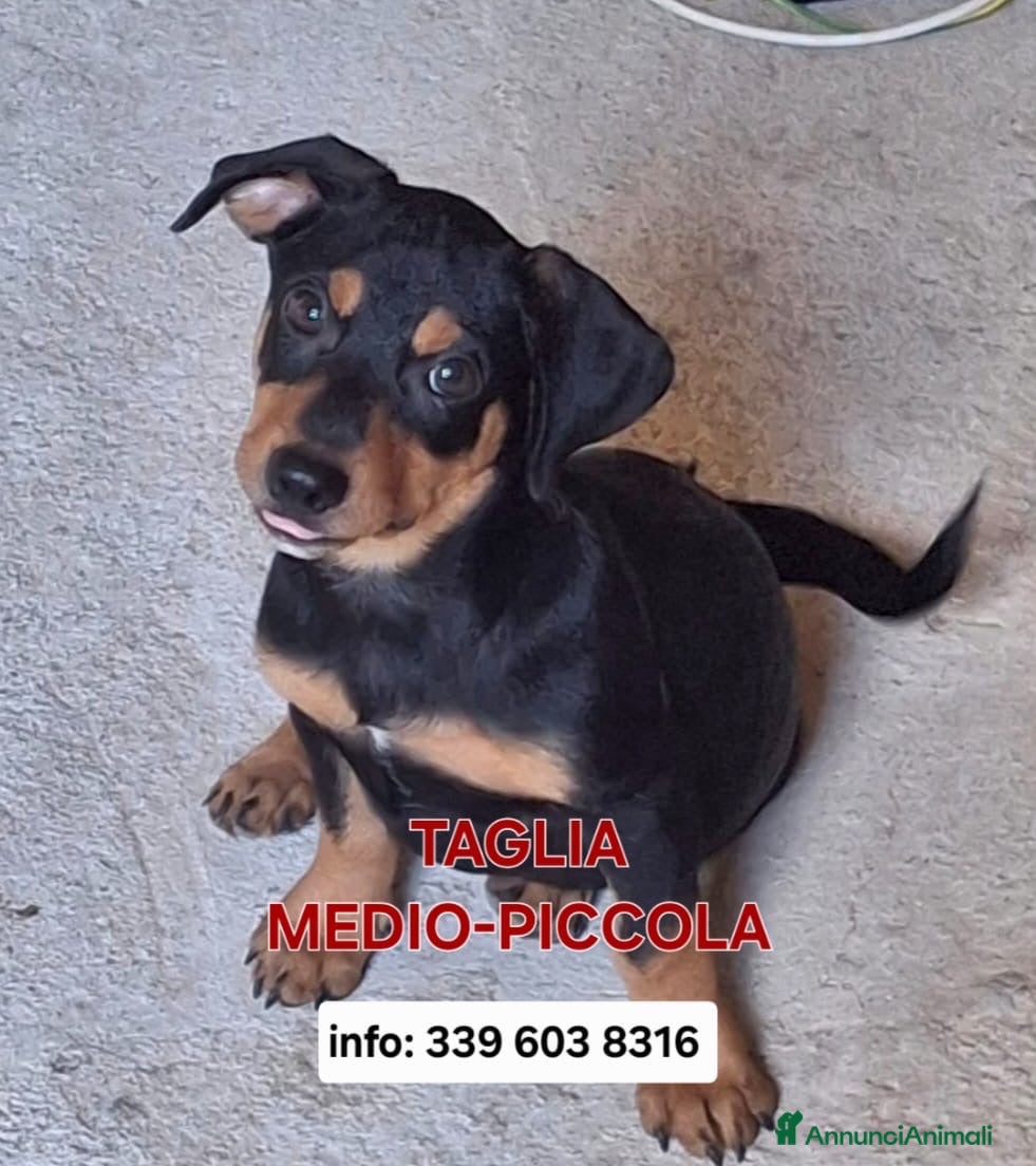 Meticcio cani MIKY 💙 quegli occhioni dicono tutto 😍 - Annuncio 5